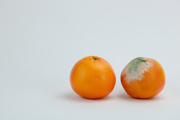 comparison between one perfect orange and one moldy