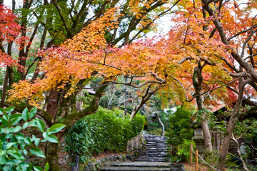 Path under orange leaves in autumn