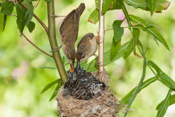 Common cuckoo, Cuculus canorus. Young in the nest fed by its adoptive mothers - Acrocephalus...