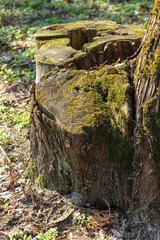 Mossy stump. Spring in the park. Landscape on a sunny day.