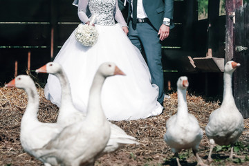 Geese is front of the young married couple holding hands and bouquet of flowers. Weddinceremony, wedding day, wedding rings