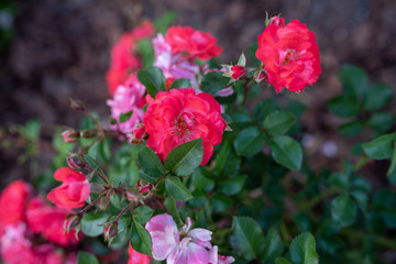 Coral drift rose, close up blooming in the garden