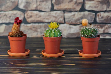 close up of three blooming cacti on wooden table in front of a wall