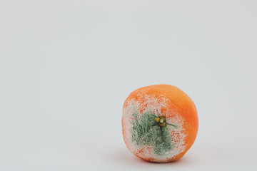 moldy orange isolated on white