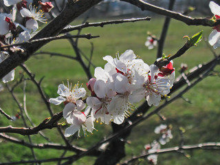 The birth of beauty.Composition 2.