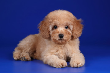 Cute poodle puppy on a blue background