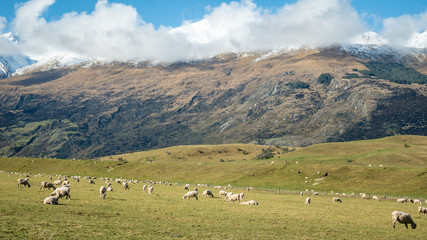 Fototapeta na wymiar Sheep grazing grass on the green pasture under the mountain. Shot made in Glenorchy, New Zealand