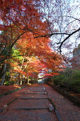 Fototapeta na wymiar Beautiful colored leaves at Bishamondo Temple Kyoto JAPAN