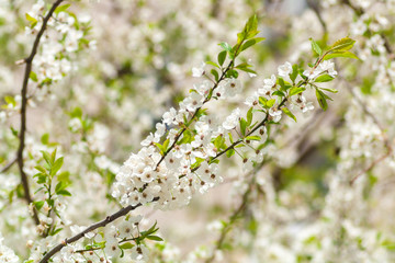 white flowers in spring