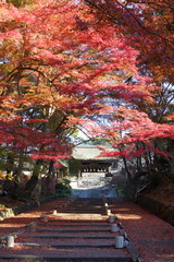 Beautiful colored leaves at Bishamondo Temple Kyoto JAPAN