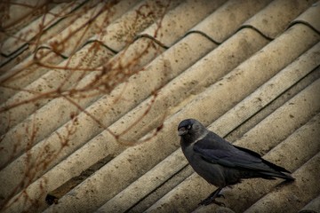 Black bird with a white rim on the neck sits on the roof