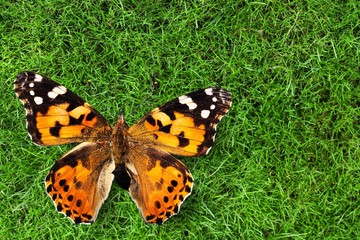Butterfly.