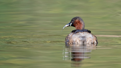 Little Grebe Fishing