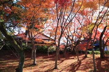 Beautiful colored leaves in Kyoto Japan