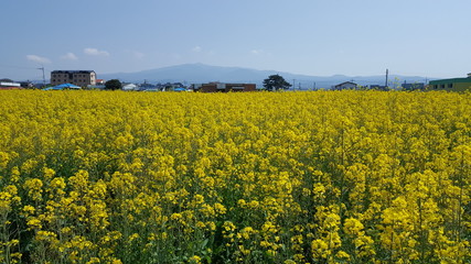 Obraz premium 노랑색 유채꽃이 가득한 밭 풍경