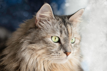 Fototapeta premium close up of cat