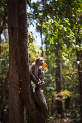 Monkey on a tree in India in a national Park waterfalls Athirapilly, Kerala. Monkey eats orange ice cream.