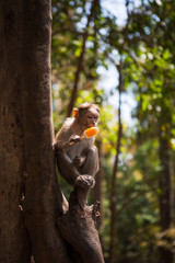 Monkey on a tree in India in a national Park waterfalls Athirapilly, Kerala. Monkey eats orange ice cream.