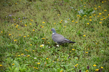 A gray pigeon walks in the middle of a dandelion field