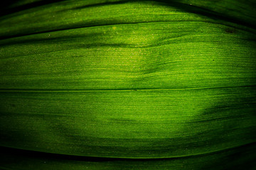 abstracción de hojas con efecto de luz 