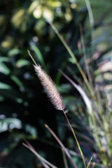 Flor violeta en forma de pluma 