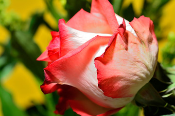 Delicate blooming rose close up macro photo