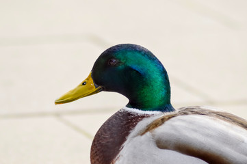 Mallard duck with a gray background