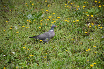 The pigeon is surrounded by grass and field flowers