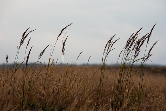 Bledow Desert  area of sands on the Silesia Highlands