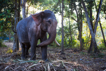 Fototapeta na wymiar Elephant in the tropical jungles of India, Kerala. An elephant stands among the eaten bamboo stalks