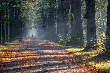 Path in a park with trees at the side and light beaming through the misty air on a sunny morning in autumn