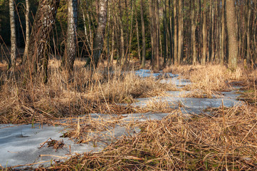 Zamarznięty potok w lesie © Dariusz