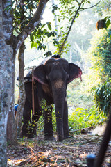 Fototapeta premium Elephant in the tropical jungles of India, Kerala. An elephant stands among the eaten bamboo stalks