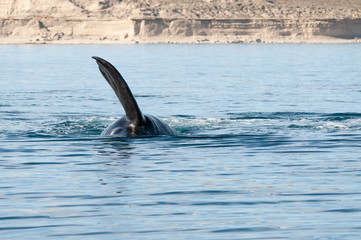 Naklejka premium Avistando ballenas