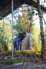 Elephant in the tropical jungles of India, Kerala. An elephant takes a shower from a water hose in its stall