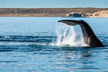 Avistando ballenas