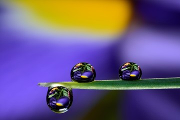background, beautiful, close, closeup, color, colorful, drop, fauna, flower, fresh, garden, gentle reflection, grass, green, holiday, isolated, leaf, macro, natural, nature, object, outdoor, outdoors,