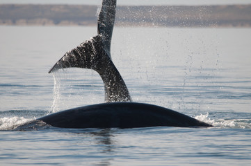 Avistando ballenas