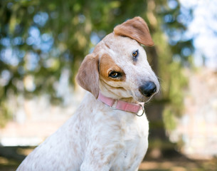A red and white mixed breed dog sitting outdoors and listening with a head tilt