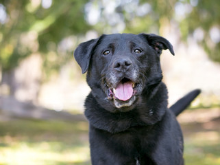 A black Retriever mixed breed dog with a happy expression outdoors