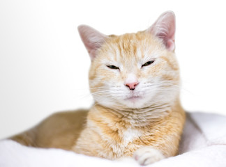 An orange tabby domestic shorthair cat lying on a blanket with a sleepy expression