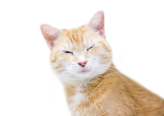 An orange tabby domestic shorthair cat with its eyes closed