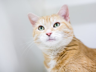 An orange tabby domestic shorthair cat  on a white background
