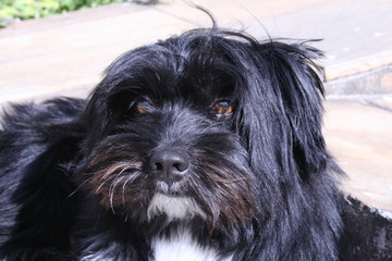 Black and white maltese dog