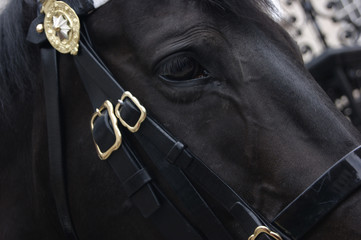 black horse in London city