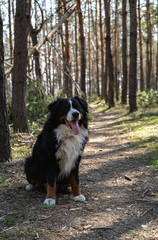 Happy Bernese mountain dog walking in the pine forest on string sunny day