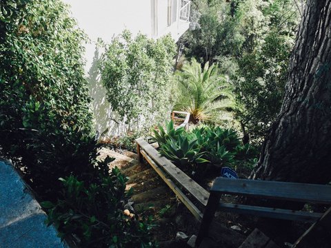 High Angle View Of Plants Growing By Steps