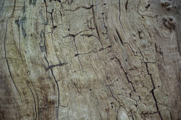 Dry tree without bark closeup