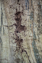 Dry tree without bark closeup