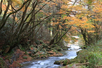Beautiful colored leaves in Hananuki Gorge, Ibaraki JAPAN